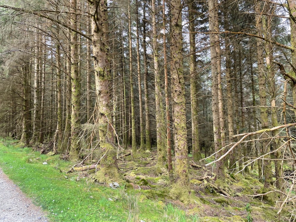 Nephin forest