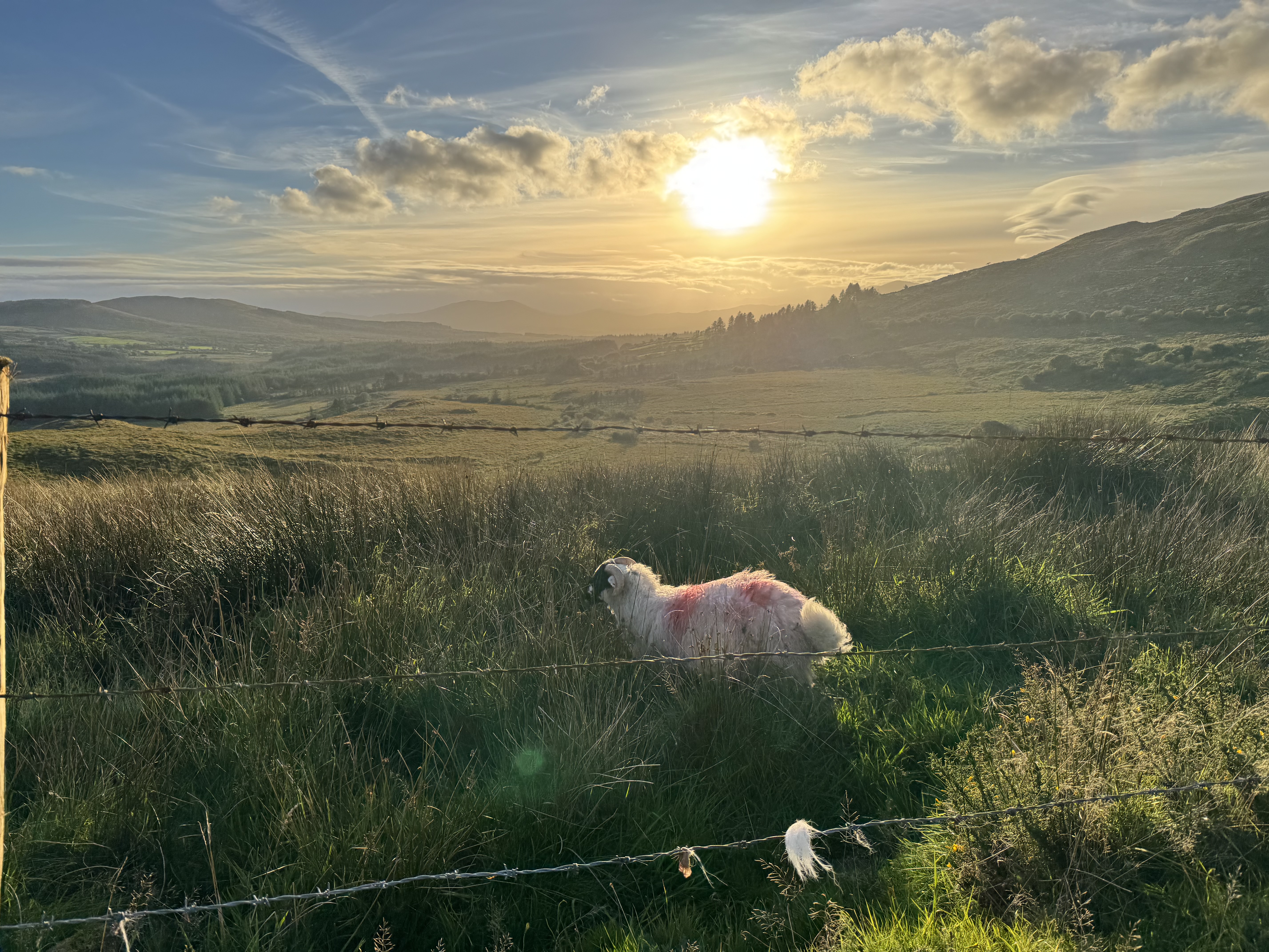 A sheep grazing in a grassy field during sunset, with rolling hills and mountains in the background.