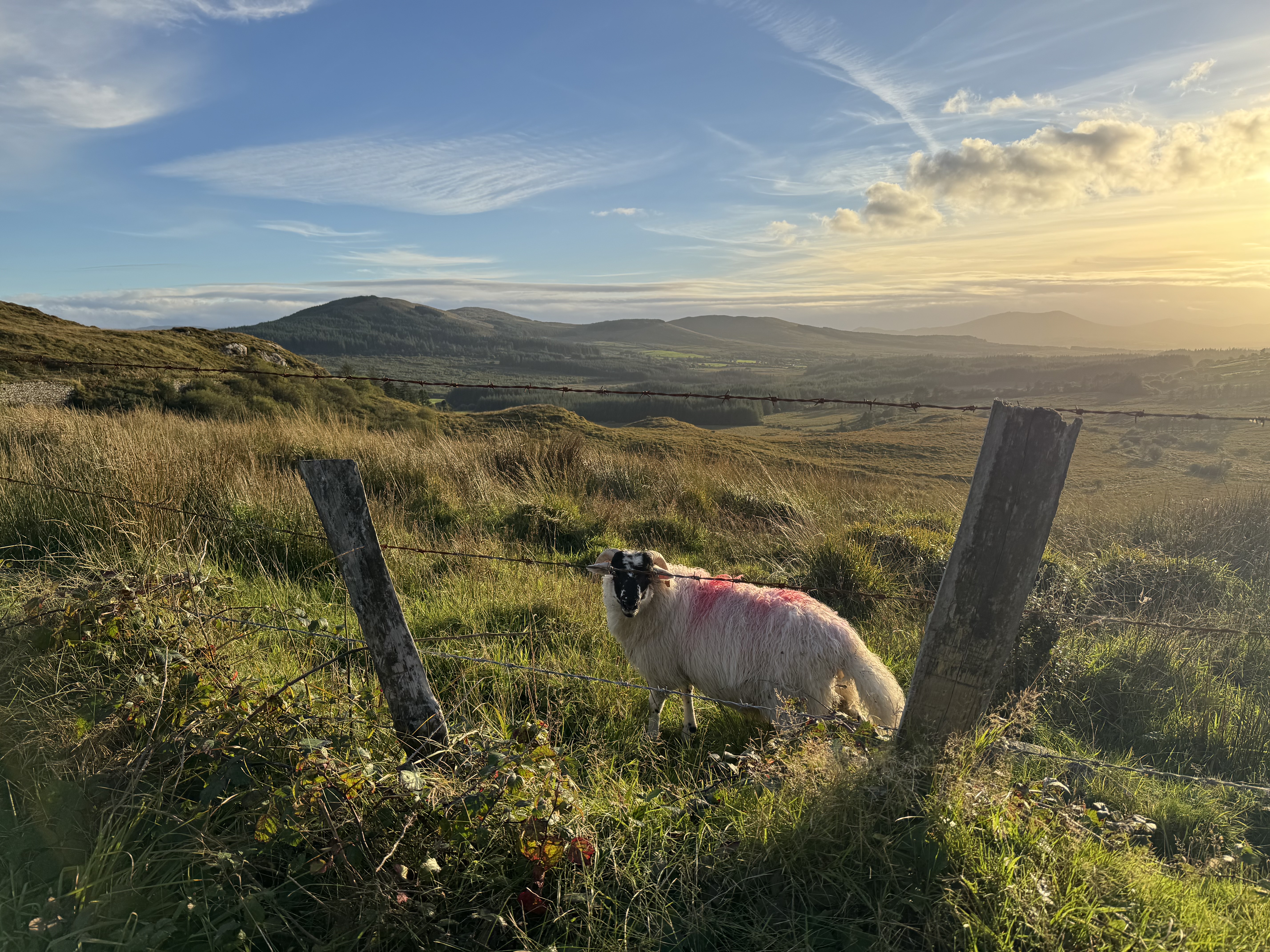 A sheep with a pink marking stands near a wooden fence in a grassy landscape, with rolling hills and a sunset in the background.